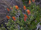 Ecuador Chimborazo 01-06 Estrella del Chimborazo Chuquiragua As I walked around the Estrella del Chimborazo grounds, I spotted this shrub with bright-orange colors called Chuquiragua. It is the symbol flower for the hikers and climbers in the Ecuadorian Andes. It is also used as medicine by taking an infusion to help for kidney problems.